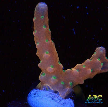 RRC Tropicana Anacropora