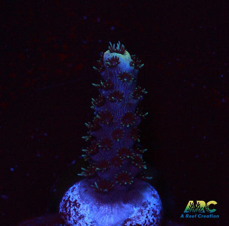 ARC Wildfire Milli