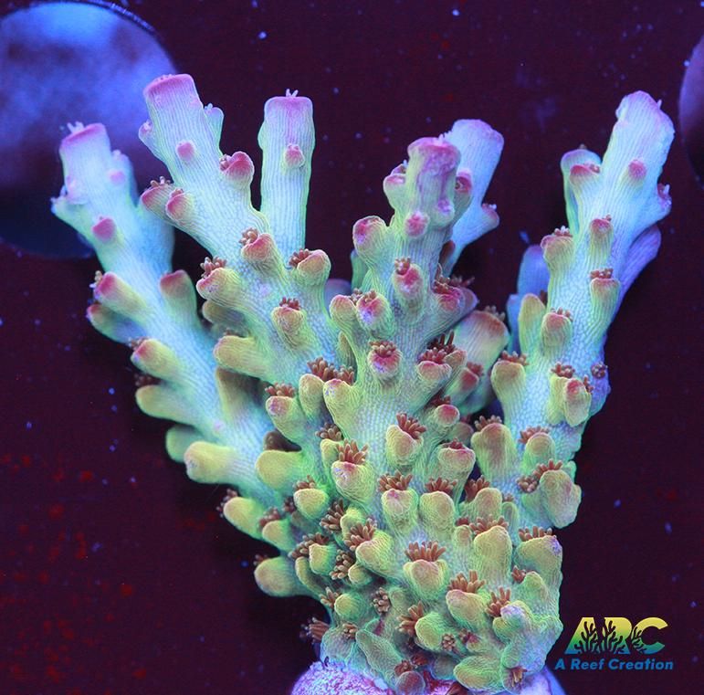 ARC 2020 Acro – A Reef Creation