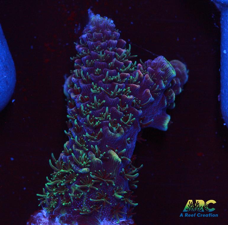 ARC Rainbow Spath