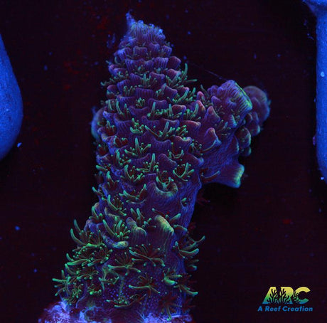 ARC Rainbow Spath