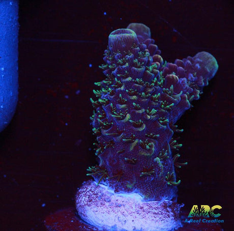 ARC Rainbow Spath