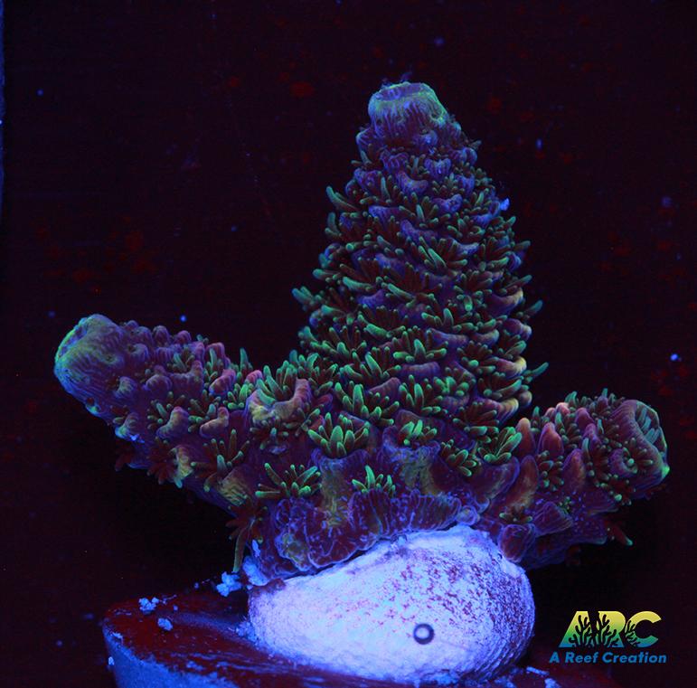 ARC Rainbow Spath