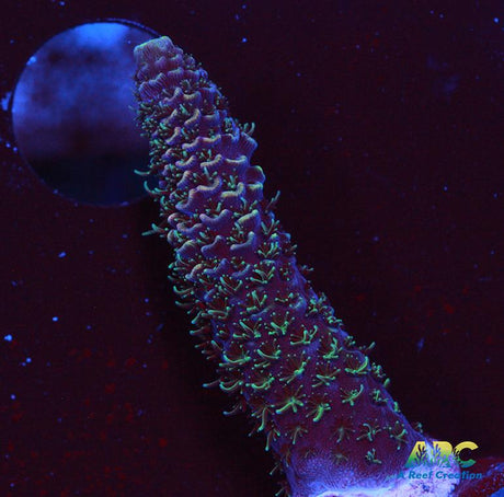 ARC Rainbow Spath