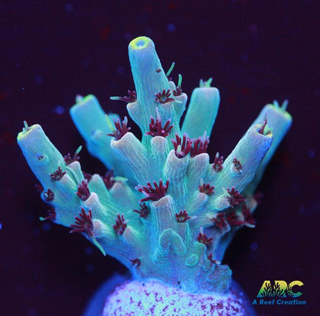 ARC Pomegranate