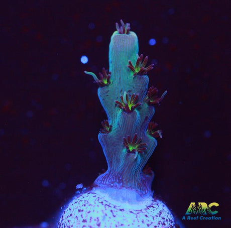 ARC Pomegranate