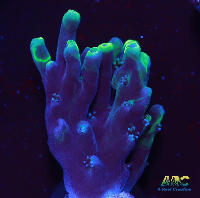 ARC Toxic Swirl Table