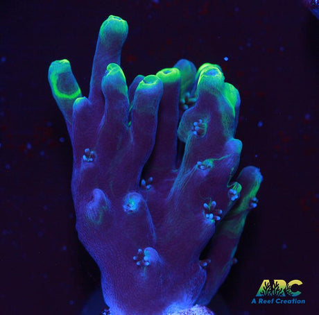 ARC Toxic Swirl Table