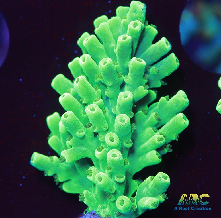 ARC Glow Stick Acro