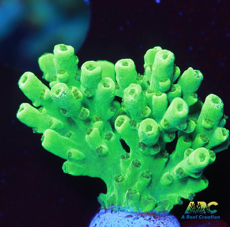 ARC Glow Stick Acro