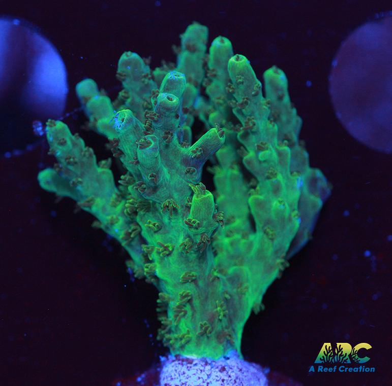 ARC Hairy Potter