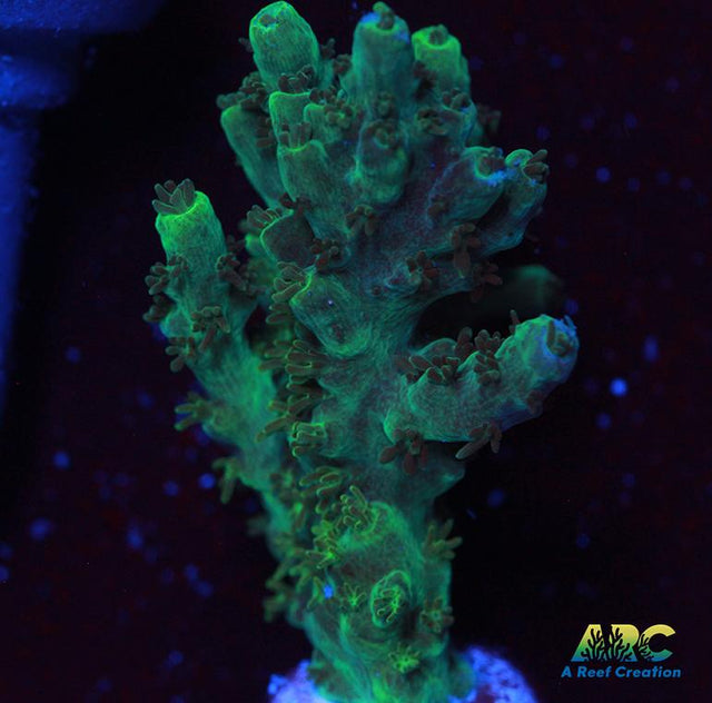 ARC Hairy Potter