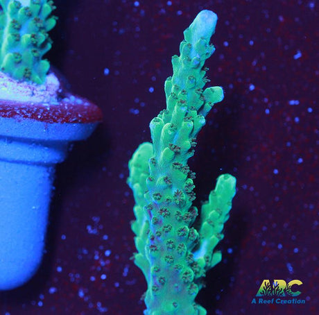 Green Stag Acro