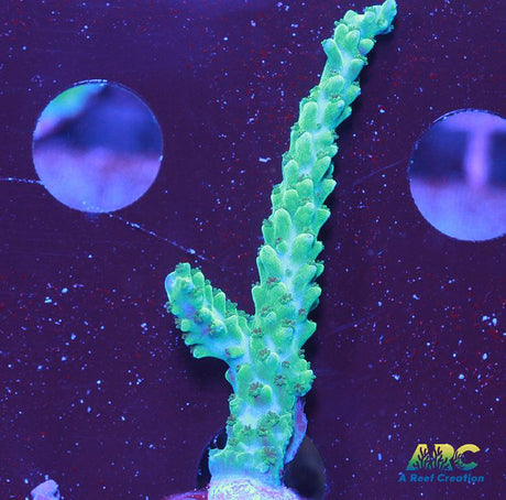Green Stag Acro