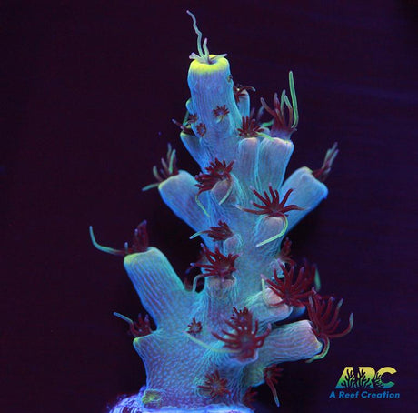 ARC Pomegranate