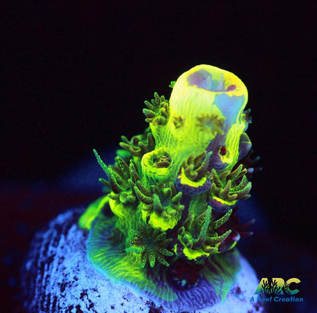 RRC Rainbow Splice