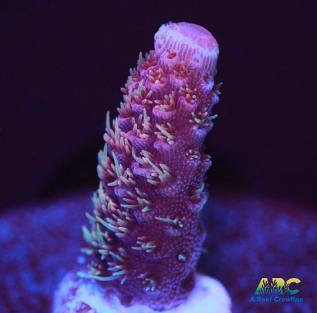 ARC Strawberry Spath