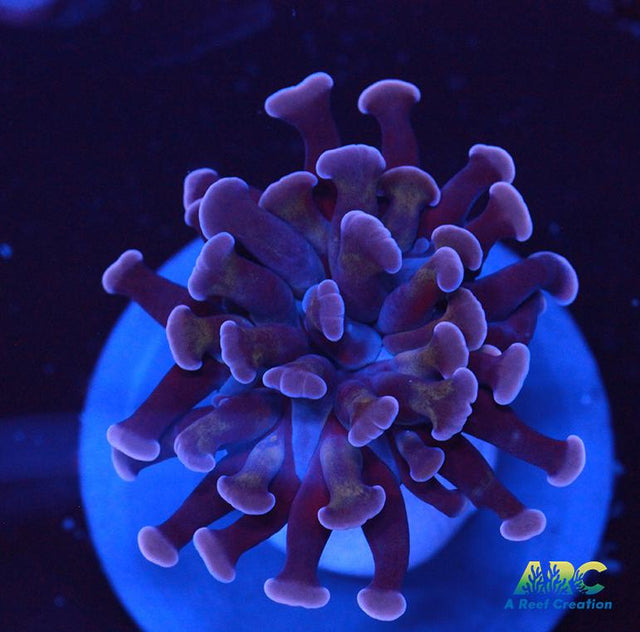 ARC Purple Hammer