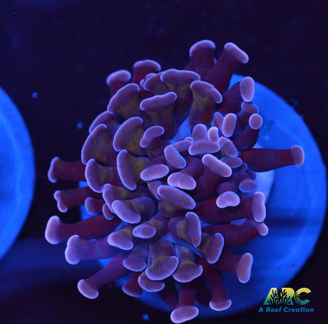 ARC Purple Hammer