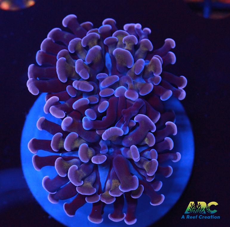 ARC Purple Hammer