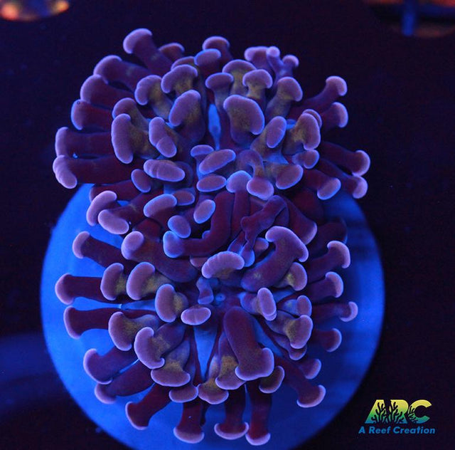 ARC Purple Hammer