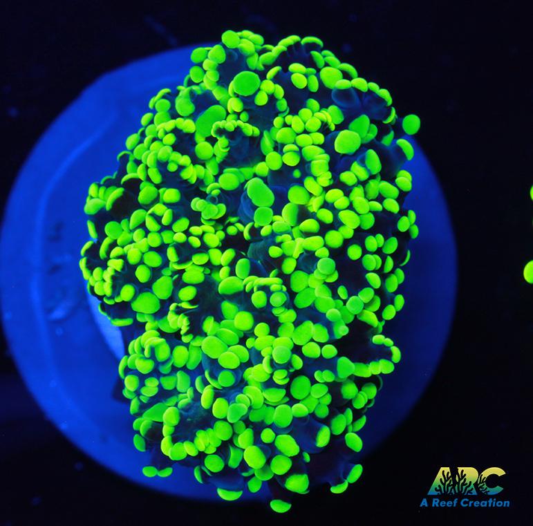 ARC Neon Frogspawn