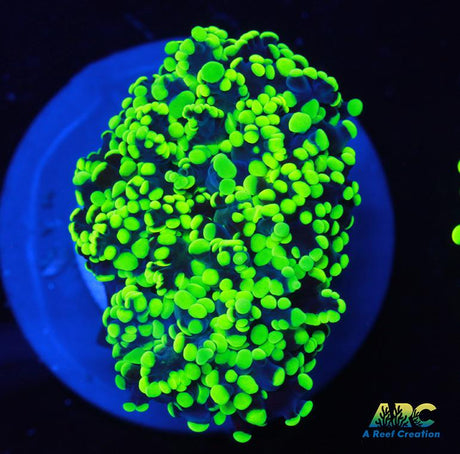 ARC Neon Frogspawn
