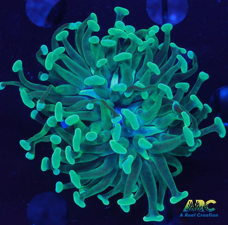 ARC Teal Hammer