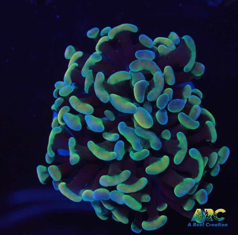 Gold Green Branching Hammer