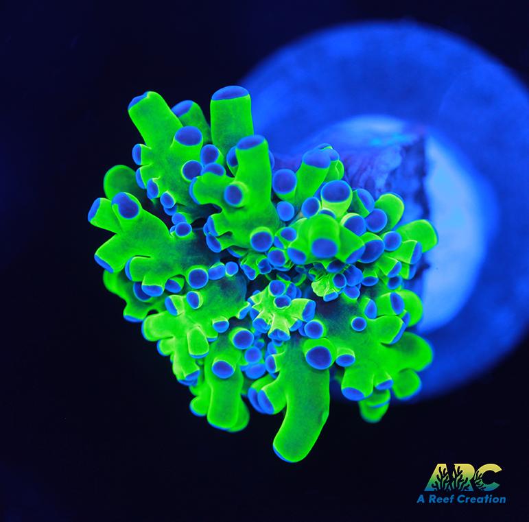 Bicolor Branching Frogspawn