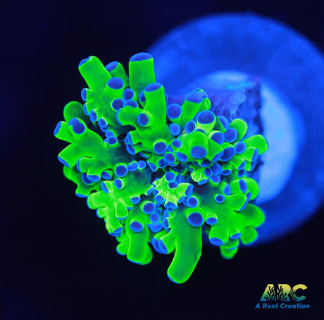 Bicolor Branching Frogspawn
