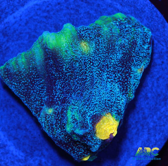 FF Blue Galaxy Chalice