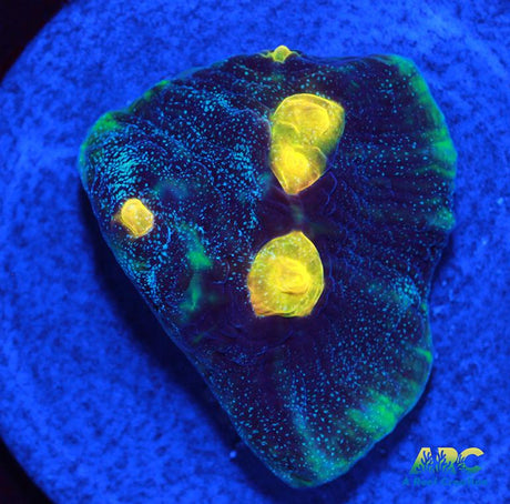 FF Blue Galaxy Chalice