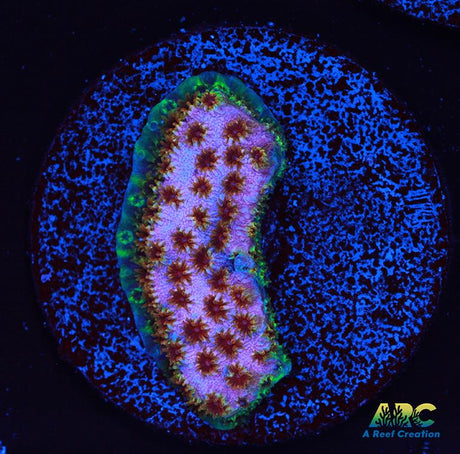 WWC Skittles Bomb Cyphastrea