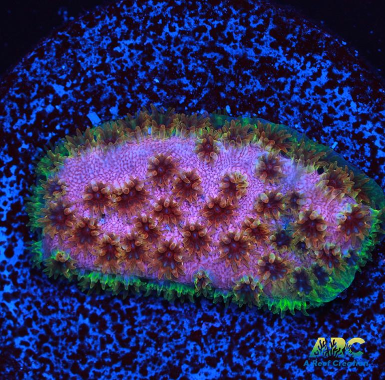 WWC Skittles Bomb Cyphastrea