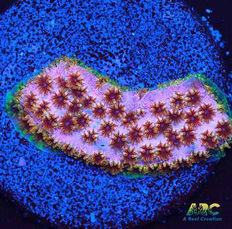 WWC Skittles Bomb Cyphastrea