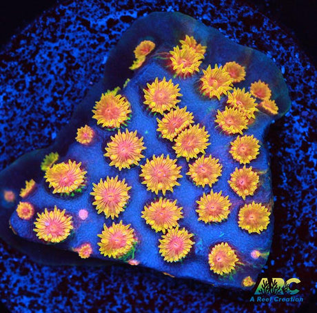 Bizarro Cyphastrea