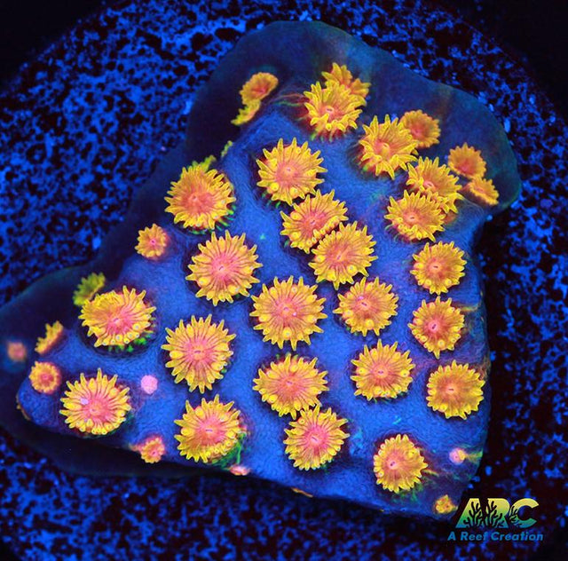 Bizarro Cyphastrea