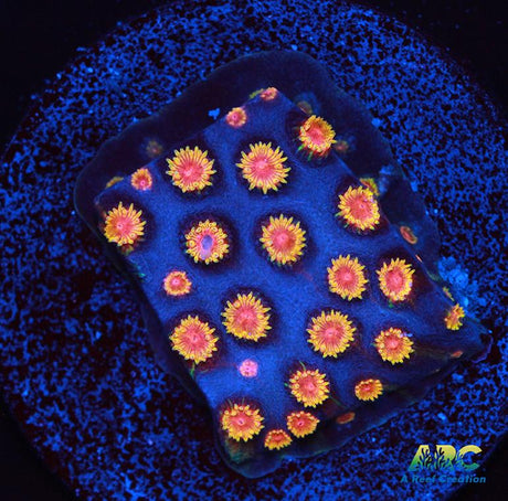 Bizarro Cyphastrea