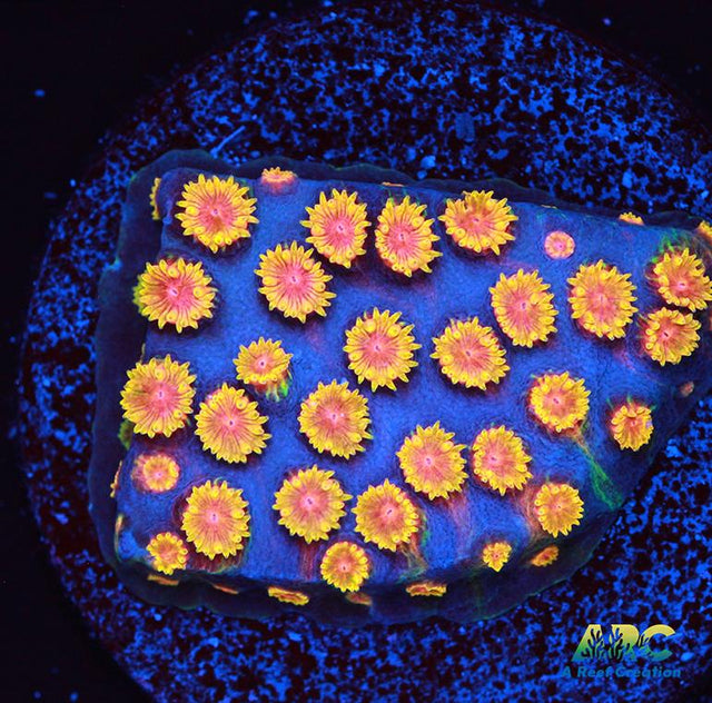 Bizarro Cyphastrea