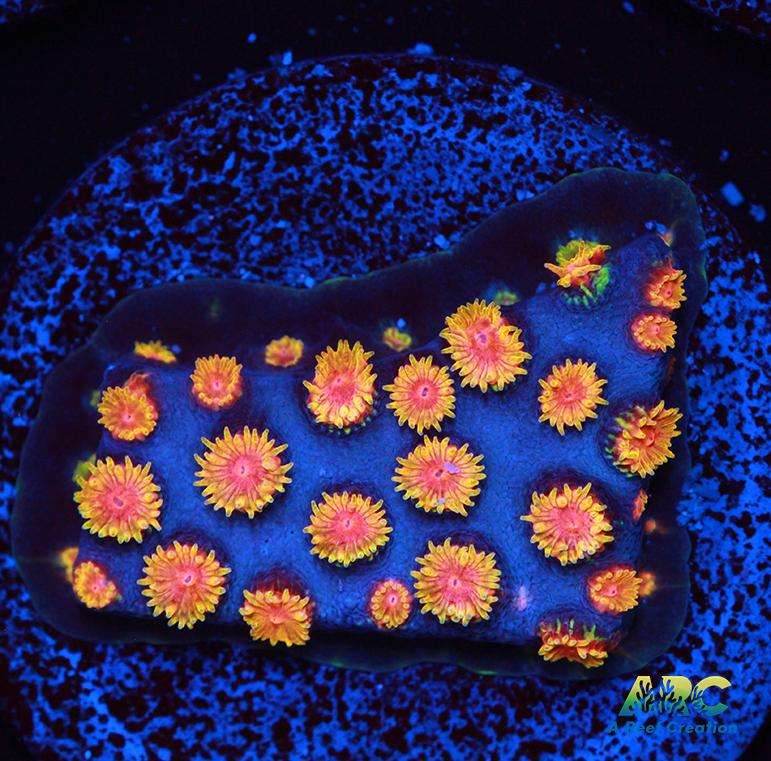 Bizarro Cyphastrea