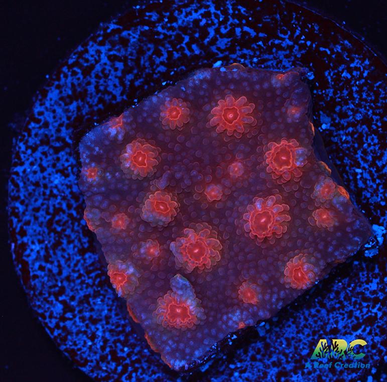 Cherry Red Cyphastrea