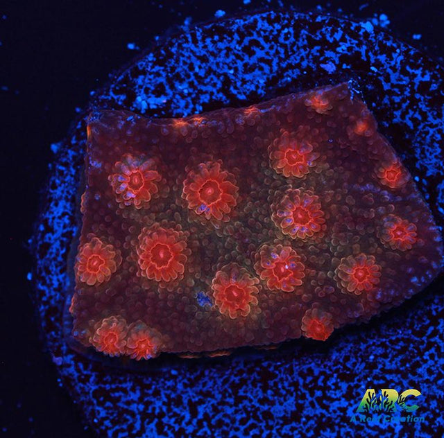 Cherry Red Cyphastrea