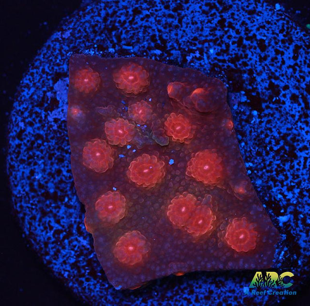 Cherry Red Cyphastrea