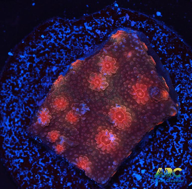 Cherry Red Cyphastrea