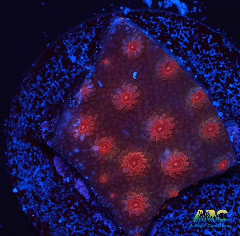 Cherry Red Cyphastrea