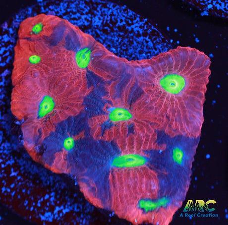 Bicolor War Coral