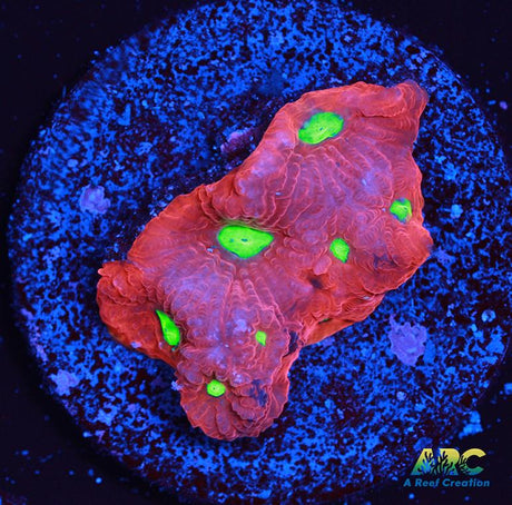 Bicolor War Coral