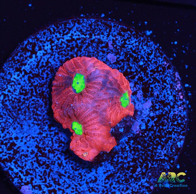 Bicolor War Coral
