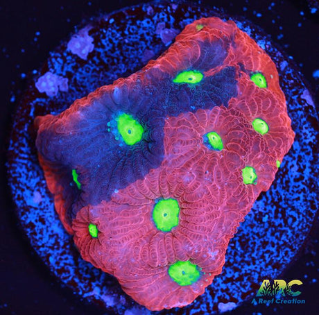 Bicolor War Coral